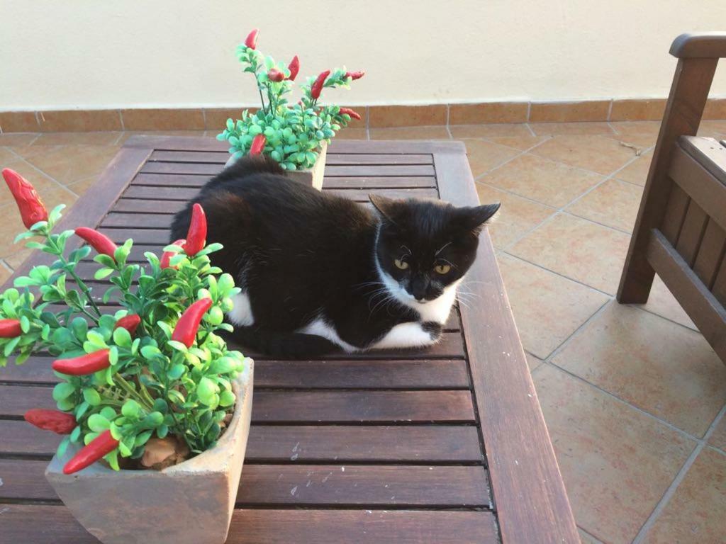 B&B Villa Sul Golfo Quartu SantʼElena Exteriör bild